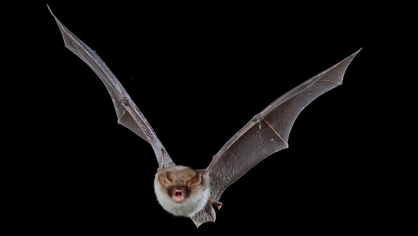 Foto: Het Limburgs Landschap / Henk Heijligers