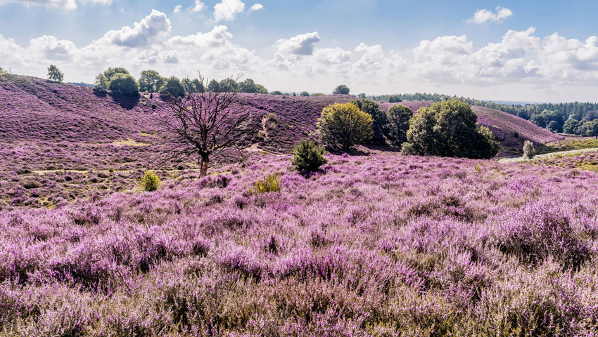 wandelnieuws bloeiende heide shutterstock