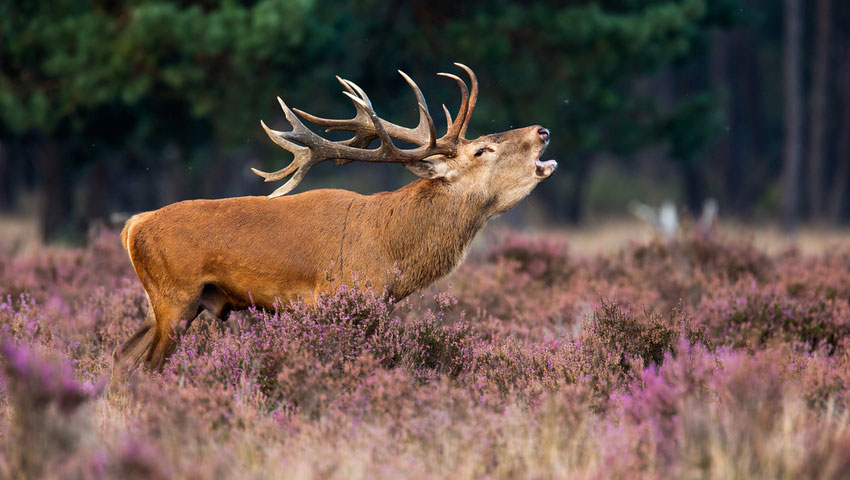 © foto Shutterstock