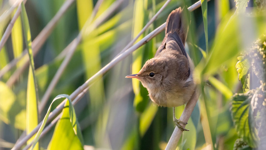 © foto Shutterstock