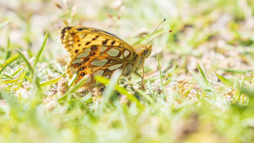 © foto Shutterstock