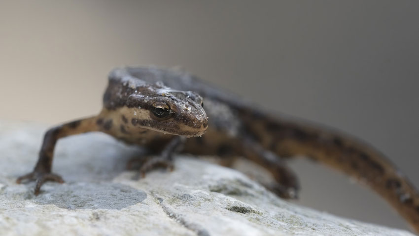 © foto Shutterstock