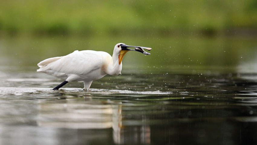 © foto Shutterstock