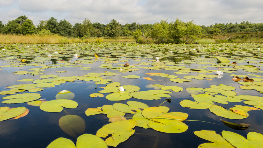 wandelnieuws meinweg shutterstock