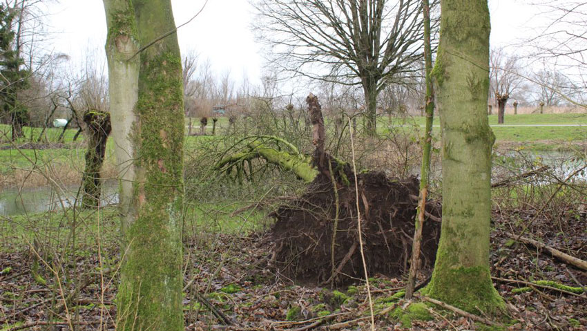 wandelnieuws boomsterfte biesbosch