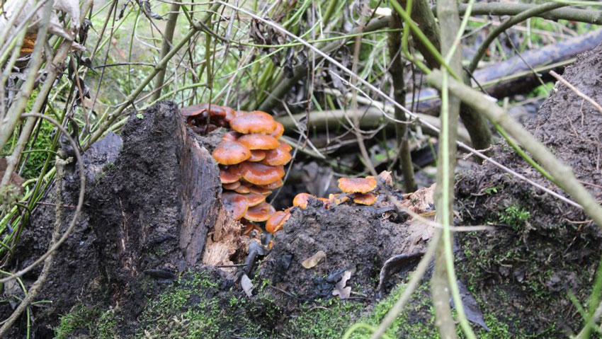 De honingzwam bevordert verrotting van wortels en stam