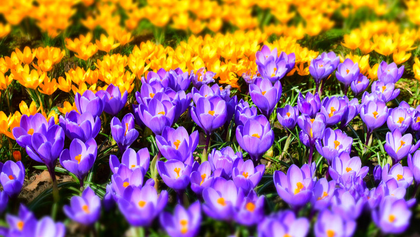 © foto Shutterstock