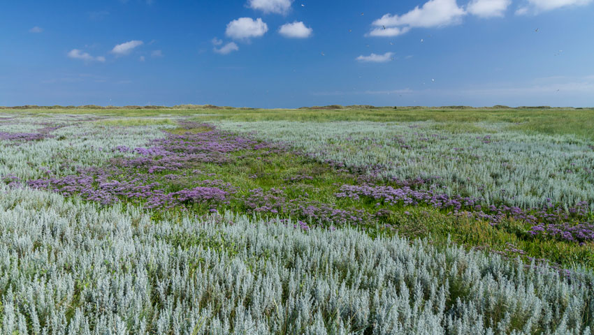wandelnieuws kwelderflora schiermonnikoog dh