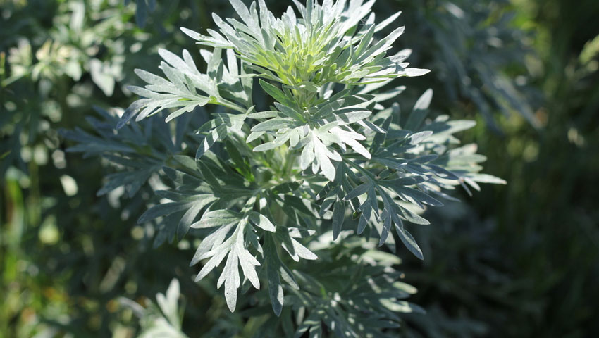 © foto Shutterstock