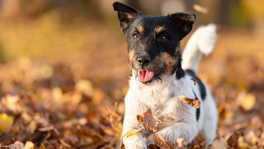 © foto Shutterstock