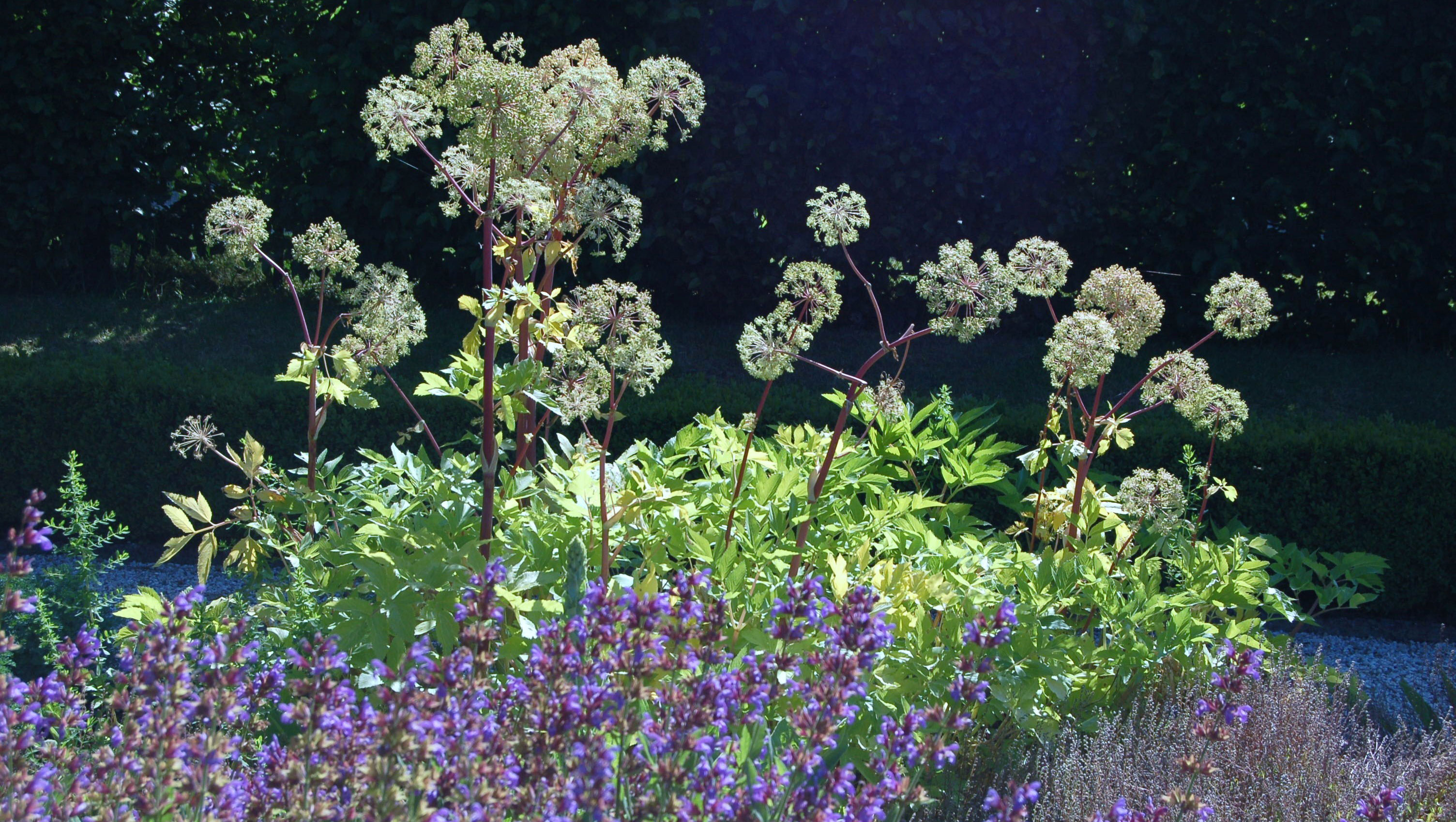 Kruidentuin Landgoed Middachten © foto Joke Verboon-Lenting