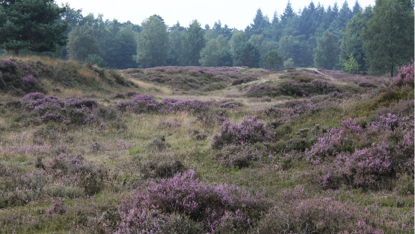 © foto Shutterstock