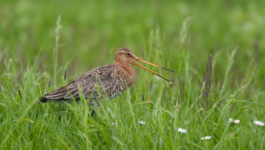 © foto Shutterstock