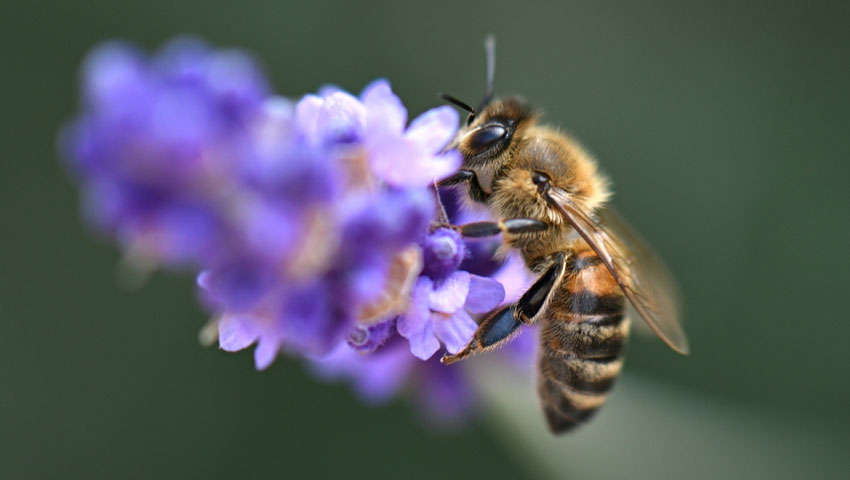 © foto Shutterstock