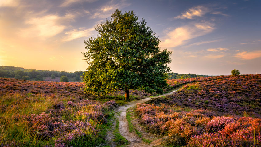 © foto Shutterstock