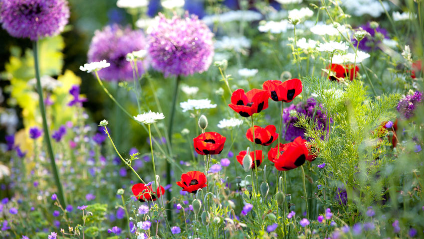 © foto Shutterstock