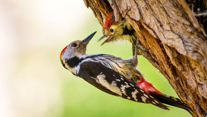 © foto Shutterstock