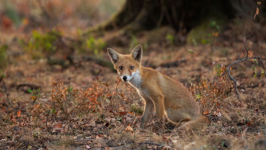 © foto Shutterstock