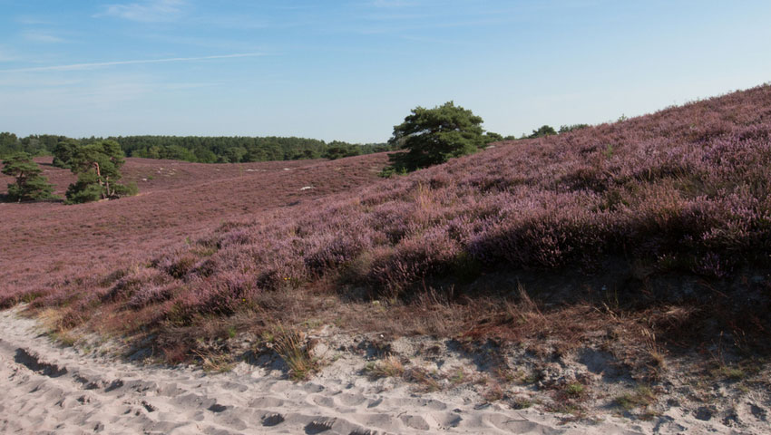 Brunssummerheide © foto Shutterstock
