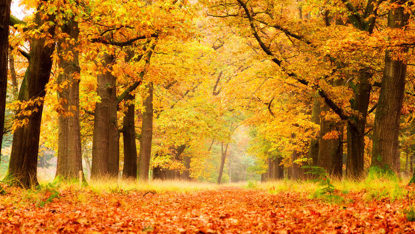 © foto Shutterstock