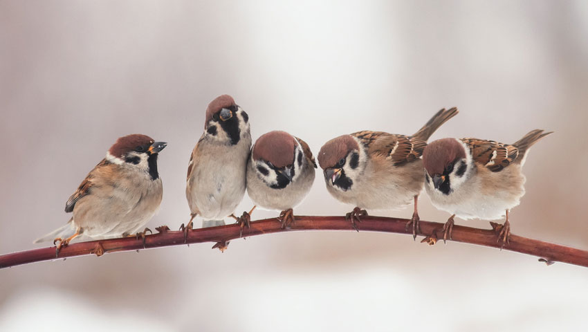 © foto Shutterstock