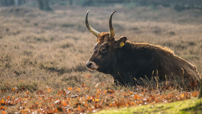 Tauros in de Maashorst © foto Shutterstock