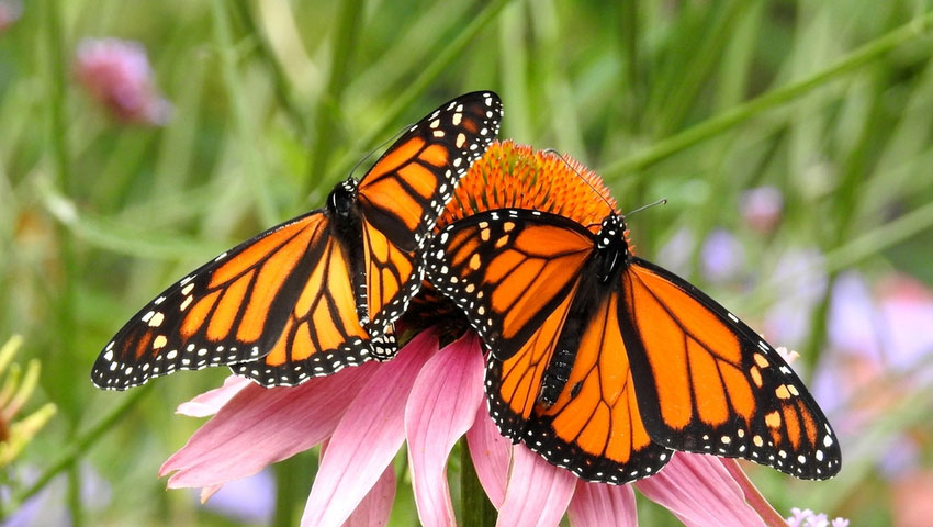 © foto Shutterstock