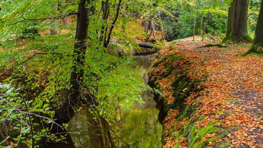 Leuvenumse Bossen © foto Shutterstock