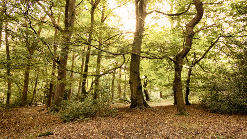 © foto Shutterstock