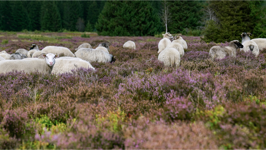 © foto Shutterstock