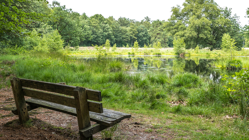 De prachtige natuur bij Sellingen © foto Metha Eikens