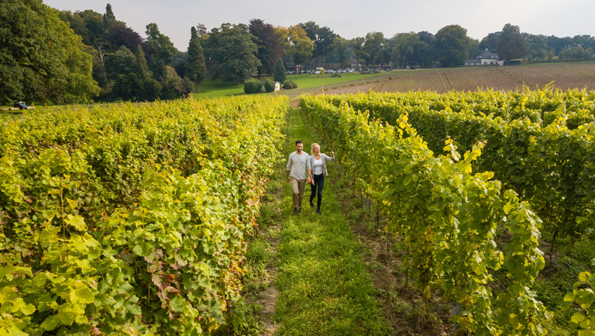 Wijngaard De Holdeurn