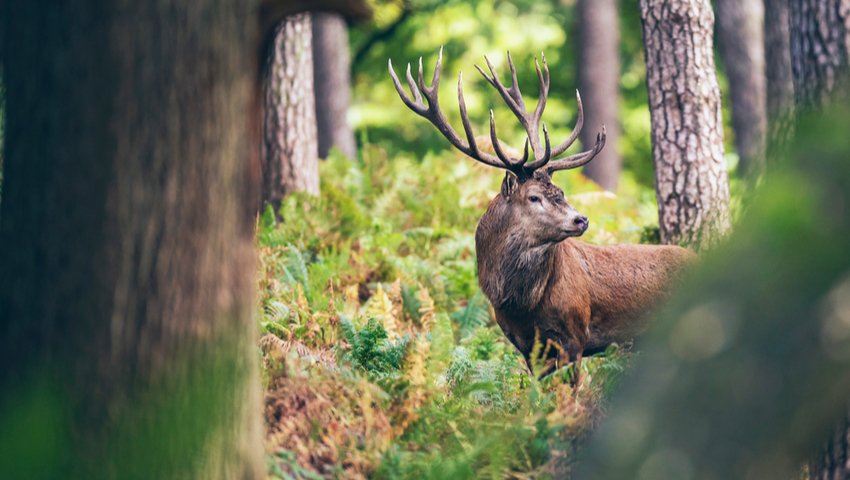 edelhert wandelnieuws