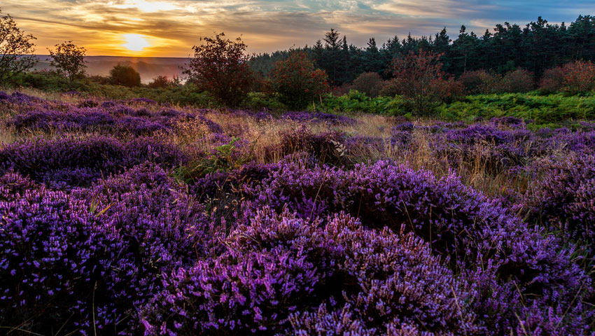 © foto Shutterstock