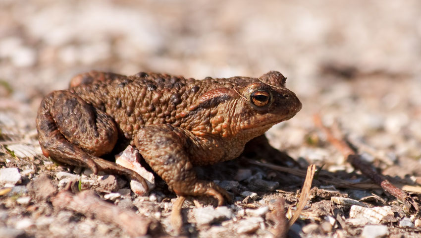 © foto Joke Huijser