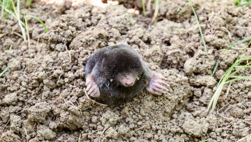 © foto Shutterstock