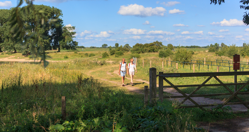 Bisonbaai in de Ooijpolder © foto Visit Arnhem Nijmegen i.s.m. Jurjen Drenth