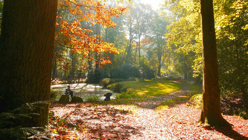 Westerwolde, bos Ter Apel © foto Metha Eikens