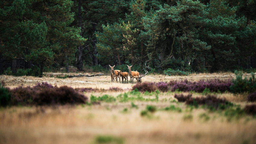 © foto Shutterstock