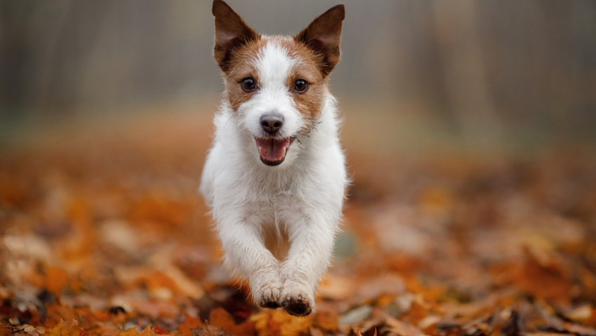 © foto Shutterstock