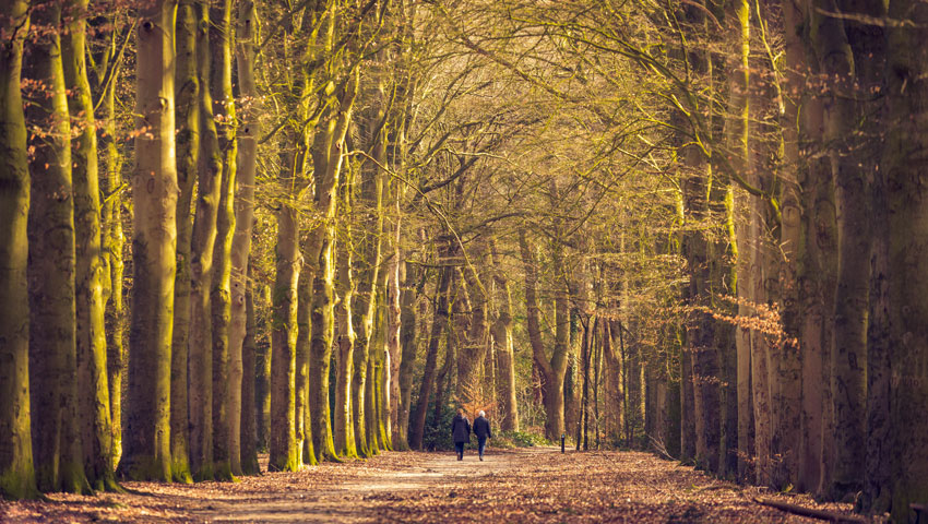 oerbossen westerwolde