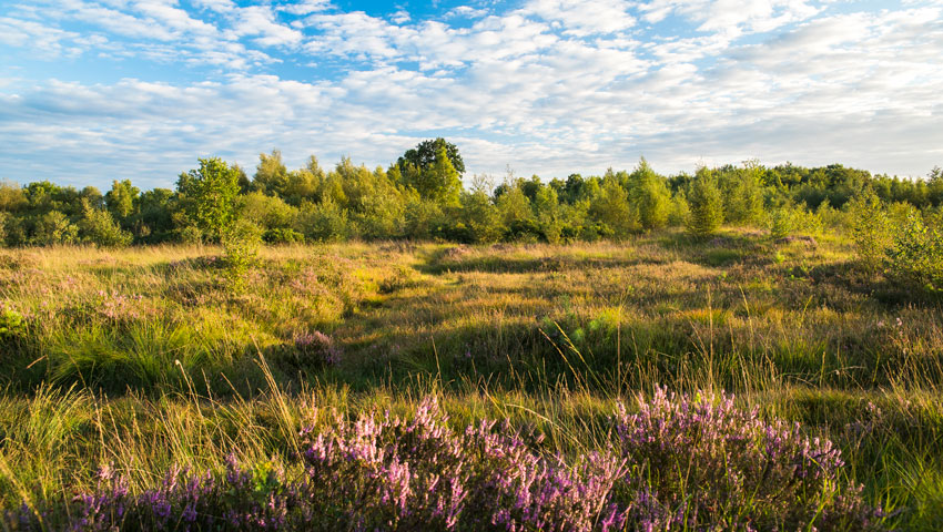 wandelnieuws heide winterswijk