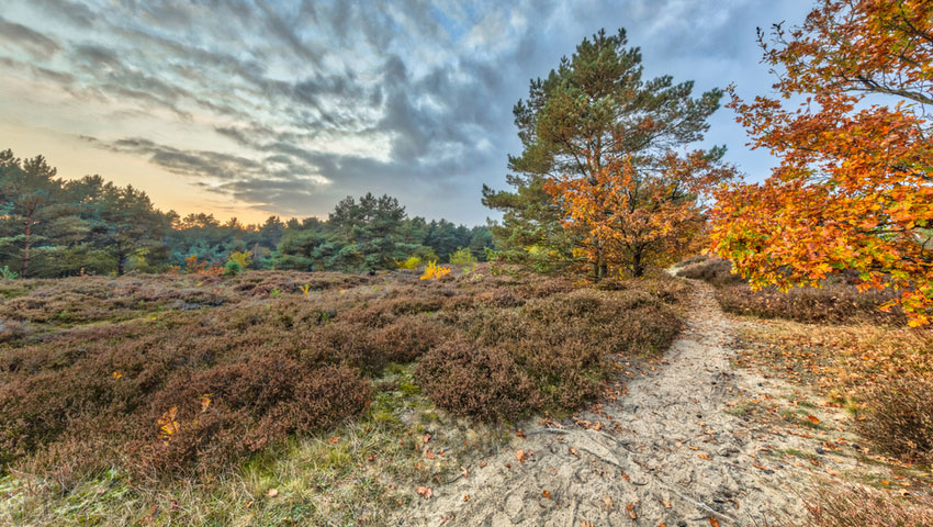 wandelnieuws herfstwandelen veluwe shutterstock