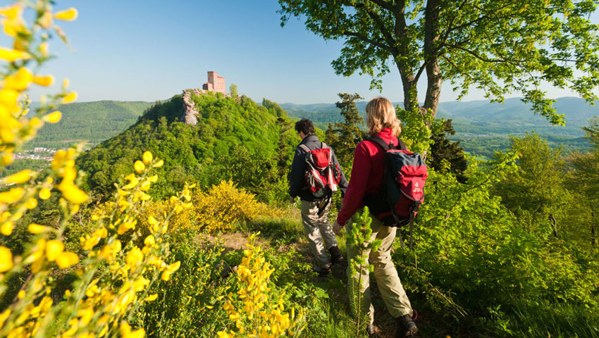 De Pfälzer Weinsteig met uitzicht op Burg Trifels © foto Dominik Ketz