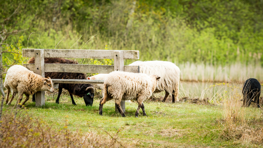 wandelnieuws westerwolde ter borg bankje schapen metha eikens