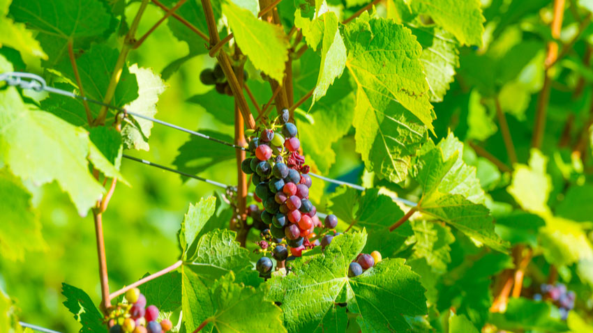 © foto Shutterstock