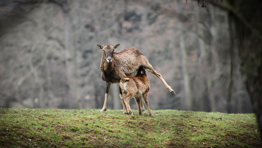 moeflons hoge veluwe