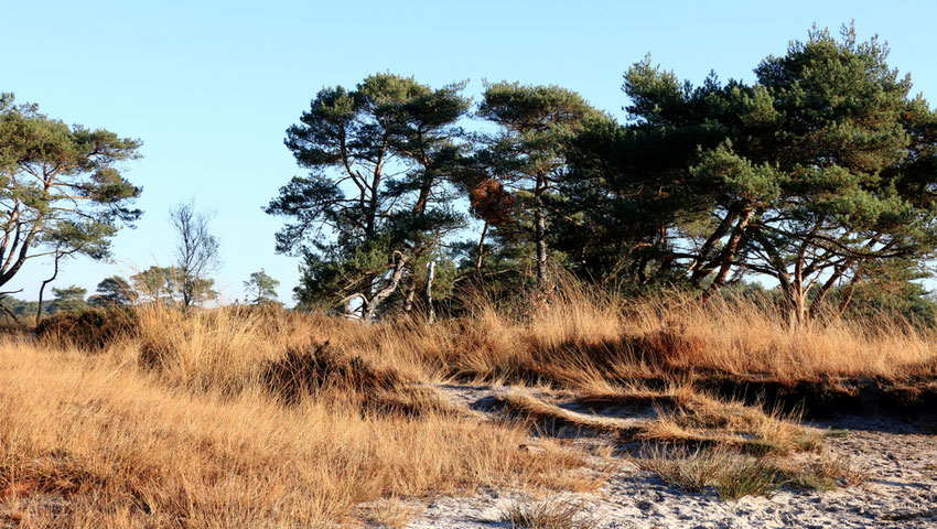 Kalmthoutse Heide
