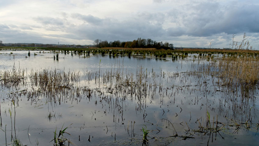 wandelnieuws wetlands shutterstock