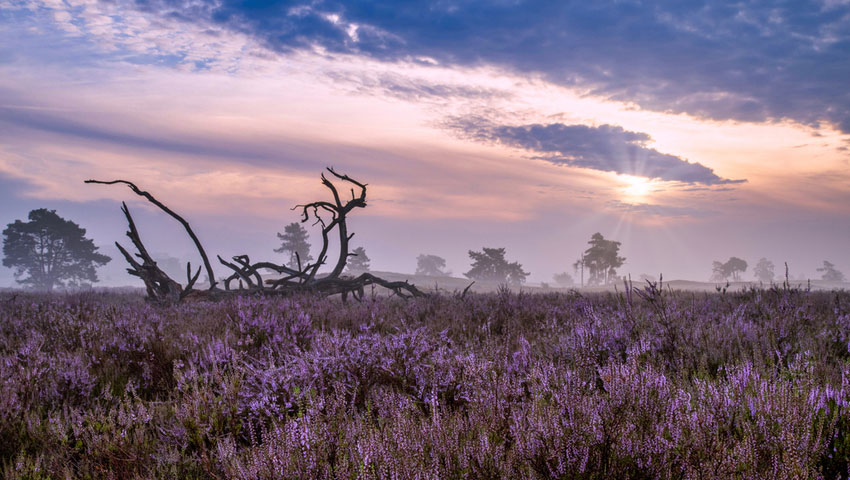 wandelnieuws loonse drunense duinen shutterstock